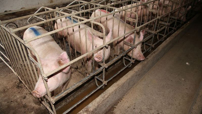 養(yǎng)豬場(chǎng)污水起泡，用哪種消泡劑好？