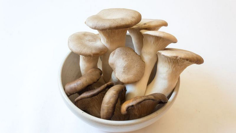 北京消泡劑-北京李先生食用菌發(fā)酵消泡劑使用和應用案例