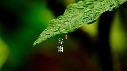 明朝知谷雨，無策禁花風